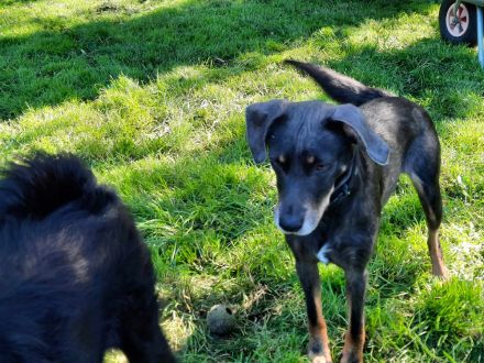 Nala / Kira sucht ein neues Zuhause