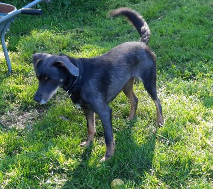 Nala / Kira sucht ein neues Zuhause