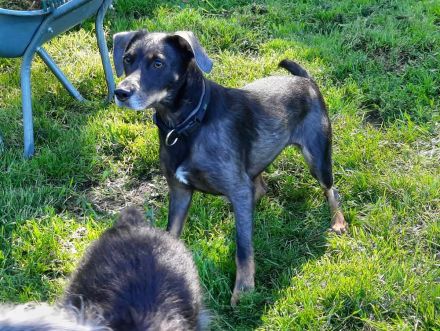 Nala / Kira sucht ein neues Zuhause