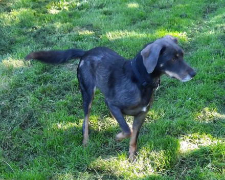 Nala / Kira sucht ein neues Zuhause