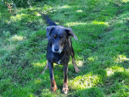 Nala / Kira sucht ein neues Zuhause