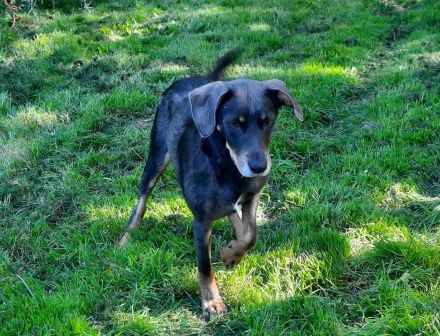 Nala / Kira sucht ein neues Zuhause