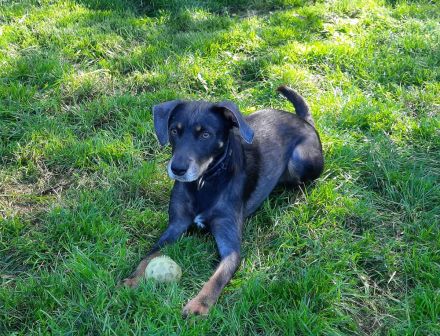 Nala / Kira sucht ein neues Zuhause