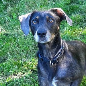 Nala / Kira sucht ein neues Zuhause