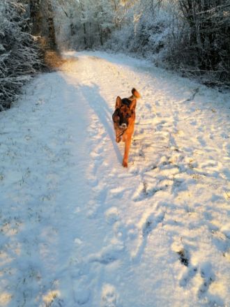 Deutscher Schäferhund (Stockhaarig)