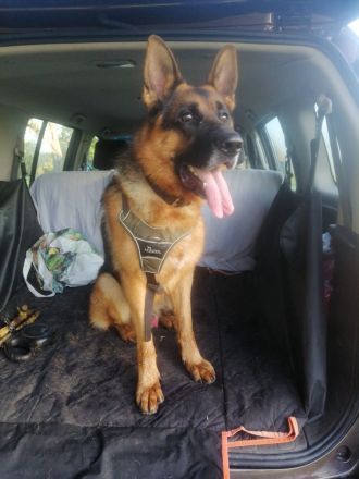 Deutscher Schäferhund (Stockhaarig)