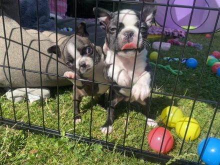 Gesunde, lebenslustige Boston Terrier-Welpen