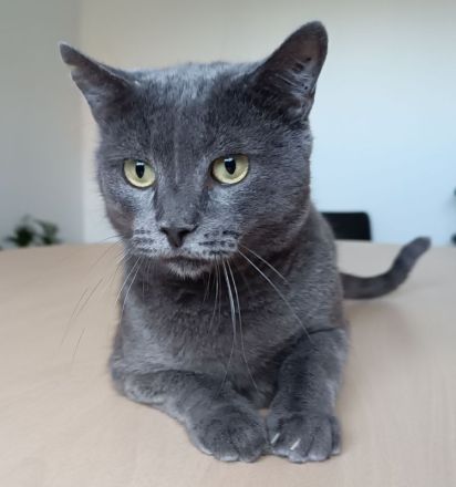 Huerto - sehr lieb und menschenbezogen