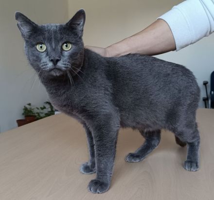 Huerto - sehr lieb und menschenbezogen