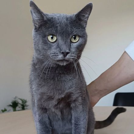 Huerto - sehr lieb und menschenbezogen