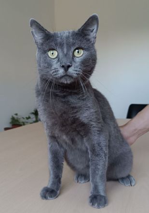 Huerto - sehr lieb und menschenbezogen