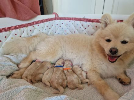 Pomeranian/ Zwergspitz Welpen