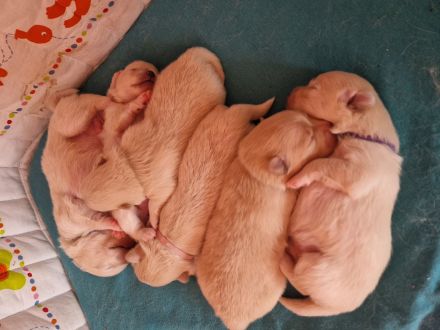 Pomeranian/ Zwergspitz Welpen