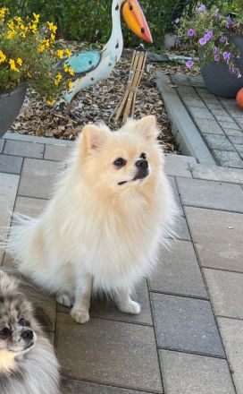 Pomeranian/ Zwergspitz Welpen