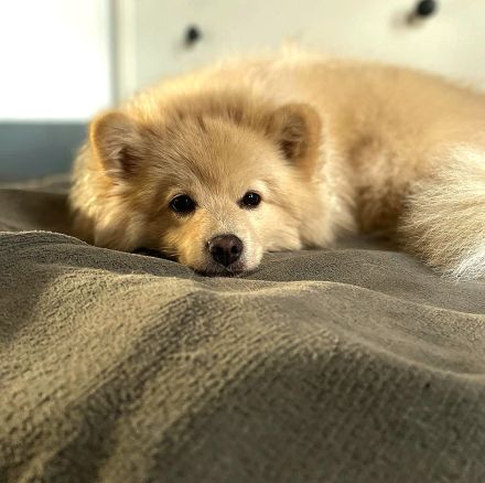 Pomeranian/ Zwergspitz Welpen