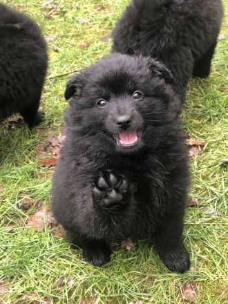 Großspitze aus liebevoller VDH-Hobbyzucht – ein Mädchen und ein Rüde suchen eine nette Familie