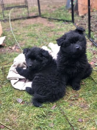 Großspitze aus liebevoller VDH-Hobbyzucht – ein Mädchen und ein Rüde suchen eine nette Familie