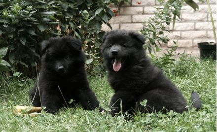 Großspitze aus liebevoller VDH-Hobbyzucht – ein Mädchen und ein Rüde suchen eine nette Familie