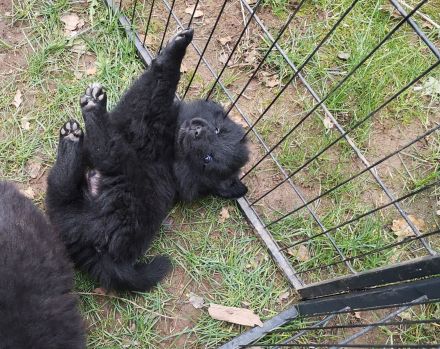 Großspitze aus liebevoller VDH-Hobbyzucht – ein Mädchen und ein Rüde suchen eine nette Familie