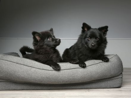 Großspitze aus liebevoller VDH-Hobbyzucht – ein Mädchen und ein Rüde suchen eine nette Familie