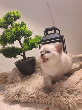 Reinrassige BKH Kitten