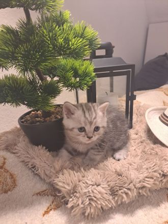 Reinrassige BKH Kitten