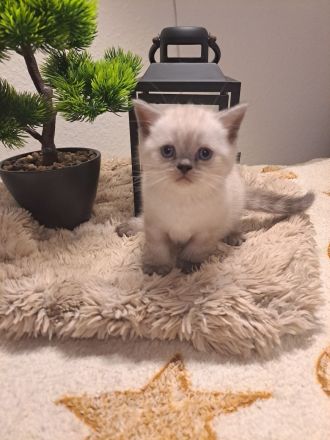 Reinrassige BKH Kitten