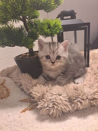 Reinrassige BKH Kitten