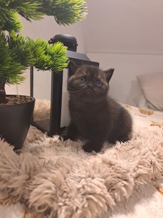 Reinrassige BKH Kitten