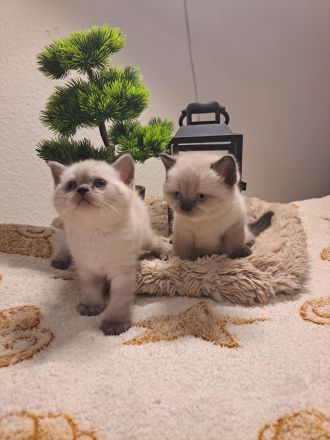 Reinrassige BKH Kitten