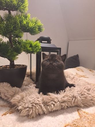 Reinrassige BKH Kitten