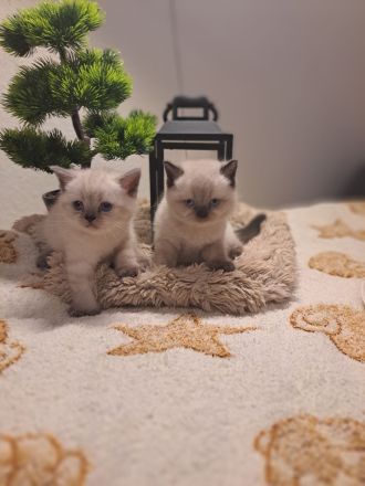 Reinrassige BKH Kitten