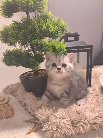 Reinrassige BKH Kitten