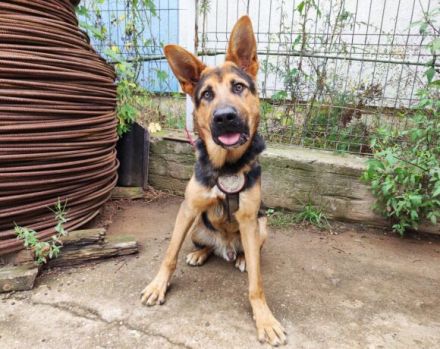 Schenkst du LOLEK ein neues Leben?