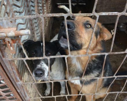 Schenkst du LOLEK ein neues Leben?