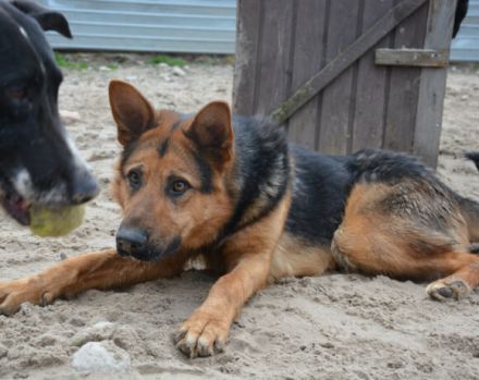 Schenkst du LOLEK ein neues Leben?