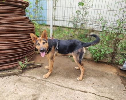 Schenkst du LOLEK ein neues Leben?