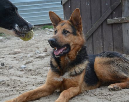 Schenkst du LOLEK ein neues Leben?