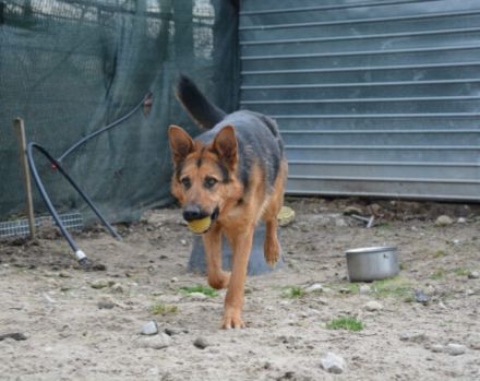 Schenkst du LOLEK ein neues Leben?