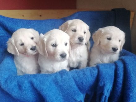 Golden Retriever Deckrüde mit Ahnentafel