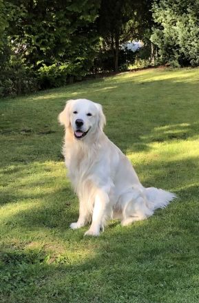Golden Retriever Deckrüde mit Ahnentafel