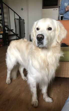 Golden Retriever Deckrüde mit Ahnentafel