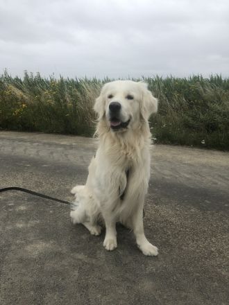Golden Retriever Deckrüde mit Ahnentafel