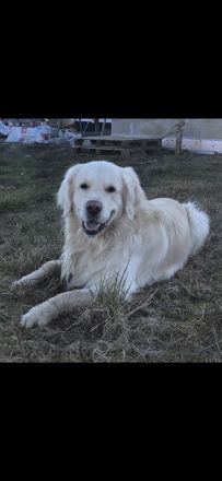Golden Retriever Deckrüde mit Ahnentafel