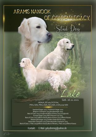 Golden Retriever Deckrüde mit Ahnentafel