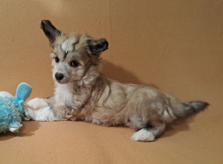 Chinese Crested Dog - Powderpuff männlich