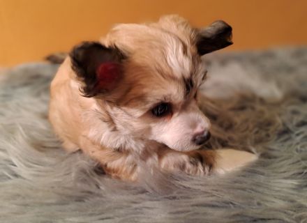 Chinese Crested Dog - Powderpuff männlich