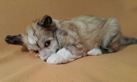 Chinese Crested Dog - Powderpuff männlich