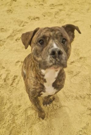 Old english bulldog Mischling