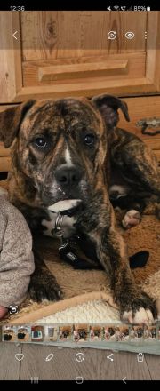 Old english bulldog Mischling